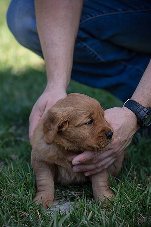 hilltopgoldenretriever_0060