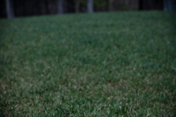 hilltopgoldenretriever_0086