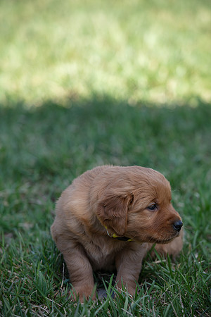 hilltopgoldenretriever_0028