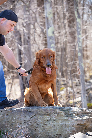 hilltopgoldenretriever_0140