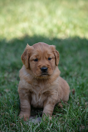 hilltopgoldenretriever_0066