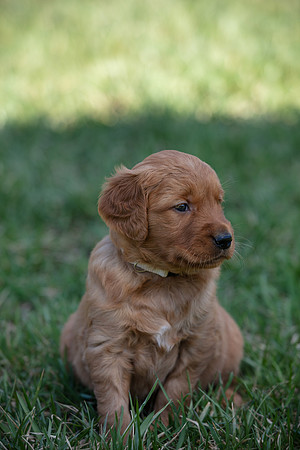 hilltopgoldenretriever_0058