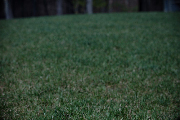 hilltopgoldenretriever_0096