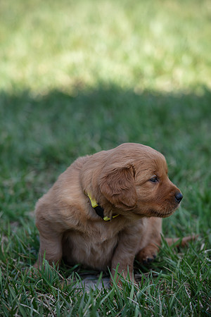hilltopgoldenretriever_0039