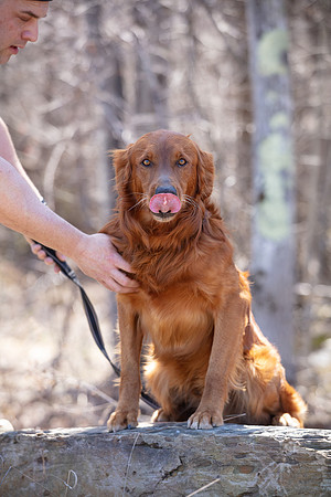 hilltopgoldenretriever_0129