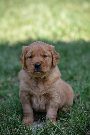 hilltopgoldenretriever_0069