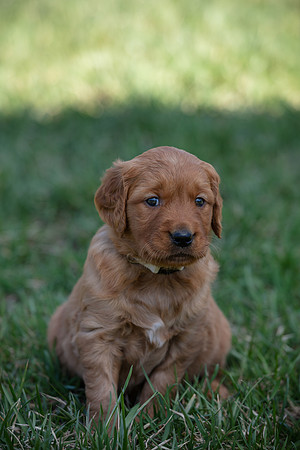 hilltopgoldenretriever_0052