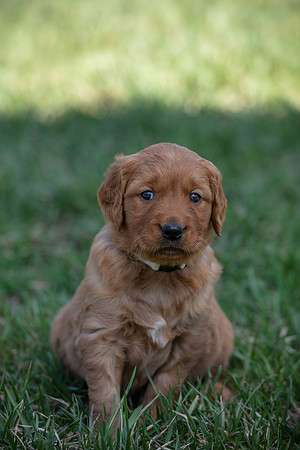 hilltopgoldenretriever_0053
