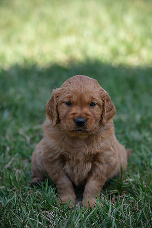 hilltopgoldenretriever_0020