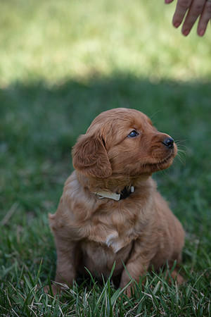 hilltopgoldenretriever_0048
