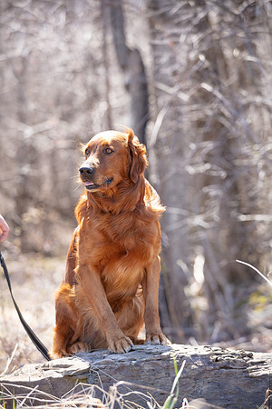 hilltopgoldenretriever_0118