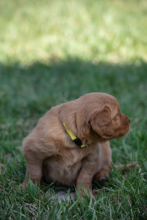 hilltopgoldenretriever_0037