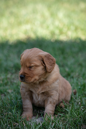 hilltopgoldenretriever_0071